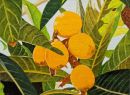 Frutas 4